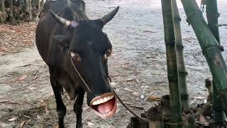 Pani lao re khana lao re funny cow jocks 🤣🤪😝😝 comedy video funny cow [upl. by Garth]