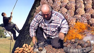 Los PIÑONEROS Quemado de PIÑAS en el monte para extraer los deliciosos PIÑONES para consumo y venta [upl. by Batchelor]