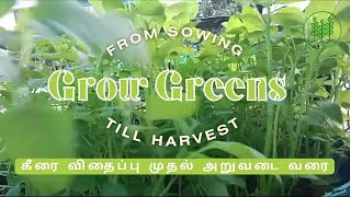 How to Grow Greens BEGINNERS GUIDE  கீரை விதைப்பு முதல் அறுவடை வரை  gardeningsoil greens [upl. by Sivar]