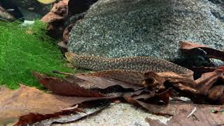 Gymnothorax polyuranodon  Freshwater moray  Süßwassermuräne [upl. by Phaidra]