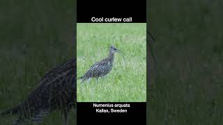 Cool curlew call [upl. by Nelluc]