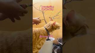 Hard pruning for newly repotted bougainvillea bougainvillea plants plantcaretips bougies cat [upl. by Pomona]