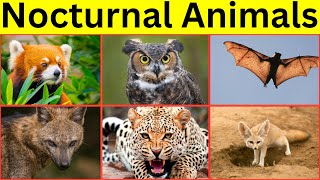 Animals Active at Night  Nocturnal Animals for kids [upl. by Aveline]