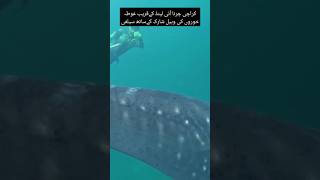 Picture with whale shark at churna island Karachi cricket news pakvsaus1sttestmatch pakistan [upl. by Aneez]