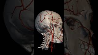 Cranium skull arteryveinscardiovascular anatomyandphysiologynursing [upl. by Bronson722]