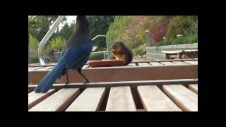 Stellars Jay vs Douglas Squirrelwmv [upl. by Jehiah]