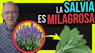 🍃 LA REVOLUCION De La SALVIA Beneficios Asombrosos REVELADOS  Oswaldo Restrepo RSC [upl. by Yesac]