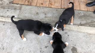 Entlebucher puppies playing together [upl. by Romano]