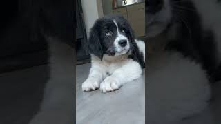 Landseer Dog koko Ayaw NononoAlmaGFamilyVlogs [upl. by Ayoj202]