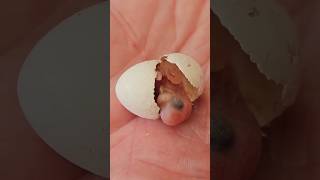 Birth Hatching of a Budgie Bird [upl. by Glynnis]