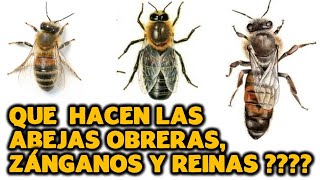 QUE HACEN LAS ABEJAS OBRERAS ZÁNGANAS Y REINAS [upl. by Eelidnarb]