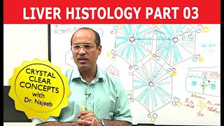 Hepatocytes  Liver Histology  Part 37 [upl. by Inaja]