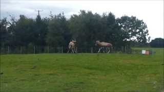 Two African Blesbok Antelopes fighting each other defending territories [upl. by Nalyt]