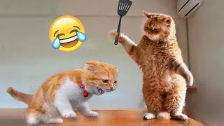 Los Videos de Perros y Gatos Más Divertidos 😹🐶 Parte 526 [upl. by Alihs]