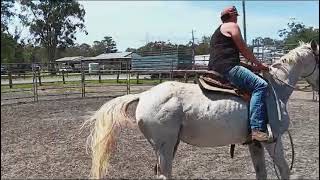 Caboolture Horse Sale quotStormyquot [upl. by Forland]