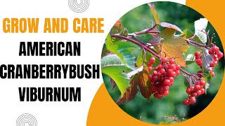 How to Grow and Care for American Cranberrybush Viburnum [upl. by Arvy]