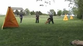 Schutzhund TrainingBoxer quotTysonquot May 2nd 2010 [upl. by Anita]