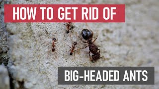 How to Get Rid of Bigheaded Ants DIY Ant Control [upl. by Derwon982]