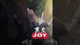 Check out this great treedog video from by Ryan Hobbs fueledbyjoy JOYDogFood hounddog hunting [upl. by Maudie968]