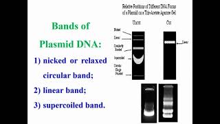 Bacterial Genomic DNA Preparation for Cell Lysis for DNA Extraction [upl. by Halladba]