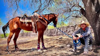 ARRENDANDO UN CABALLO EN ETAPA DE FALSA RIENDA parientes del rancho martinloza [upl. by Crutcher687]