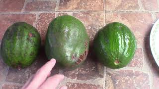 Choquette Avocado fruit what it looks like inside  gardening [upl. by Orhtej]