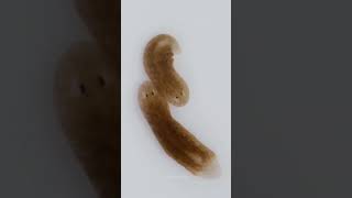 Planaria flatworms। [upl. by Allister]