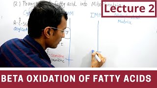 Beta Oxidation of Fatty acids lecture 2 [upl. by Adnwahs406]