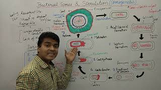 Bacterial Spore  Endospore Formation  Sporulation  Bacterial Spore Germination amp Formation  MCQ [upl. by Torrence]