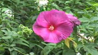 Rose Mallow aka Hardy Hibsicus  a great perennial from gardeningclubcom [upl. by Arutek]