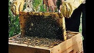 Comment avoir des abeilles à la maison  gratuitement [upl. by Mail]