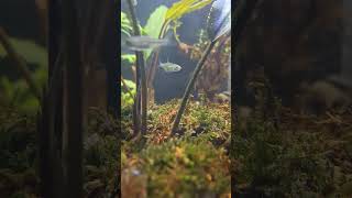 Rasbora kubotai [upl. by Bennett]