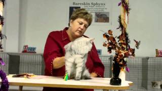 Judge Vickie Shields judging Siberian Cats [upl. by Rika729]