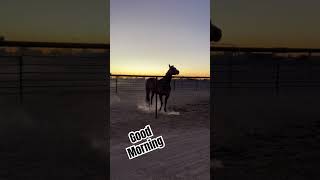 Good morning all shorts shortsvideo yellowstone horses roping farming [upl. by Biddick]