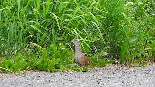 chřástal polní Crex crex  Corncrake Wachtelkönig [upl. by Airliah237]