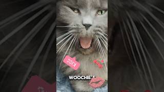 Smoochie woochies 💋funny funnycats catmemes ragdoll [upl. by Bond326]