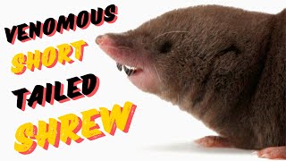 Venomous Short Tailed Shrew [upl. by Calbert]