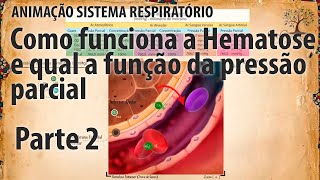 Sistema Respiratório  O caminho do ar  Hematose e Pressão Parcial  Parte 2 [upl. by Albric]