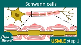 Schwann cells  Myelination  Schwann cells vs Oligodendrocytes  USMLE step 1  Neurology [upl. by Phi]