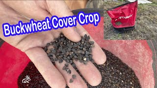 Buckwheat Cover Crop For Deer [upl. by Nohpets979]