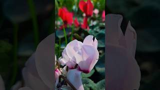 cyclamen plant  winter flower  garden  gardening flowers [upl. by Rufe]