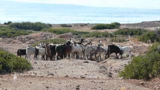 Funny Goats And Their Bells With Commentry Paphos Cyprus [upl. by Nelrah]