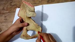 Anatomy of Hipbone Ischium  Feature Attachment  Bangla Demonstration of Hipbone  Ischium [upl. by Siradal]