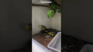 Caninana  Pet Serpentes [upl. by Mavilia]