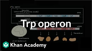 Trp operon [upl. by Nylemaj]