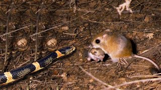 Kangaroo rat saves baby from dangerous snake [upl. by Donaghue]