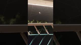 Spider web gone extremely wrong 😔😭 [upl. by Humfrid]