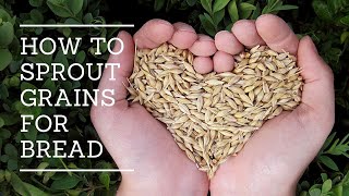 How To Sprout Grains For Bread [upl. by Lessard491]