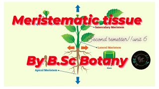 Meristematic Tissue Classification of Meristem By BSc Botany Unit 6 Second Semester [upl. by Ahcsrop935]