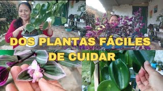 DOS PLANTAS PRECIOSAS Y FÁCILES DE CUIDAR [upl. by Ahsyek]